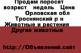 Продам поросят возраст 6 недель › Цена ­ 3 000 - Орловская обл., Троснянский р-н Животные и растения » Другие животные   